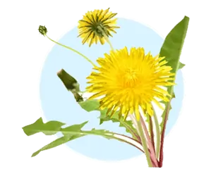 Dandelion and milk thistle plants