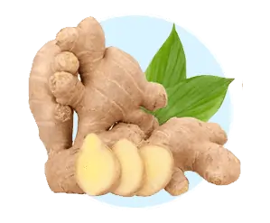 Fresh ginger root and cinnamon sticks