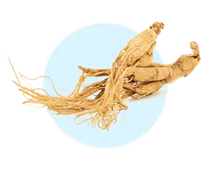 Ancient Panax Ginseng root