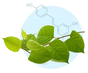 Fresh Japanese knotweed plant extract